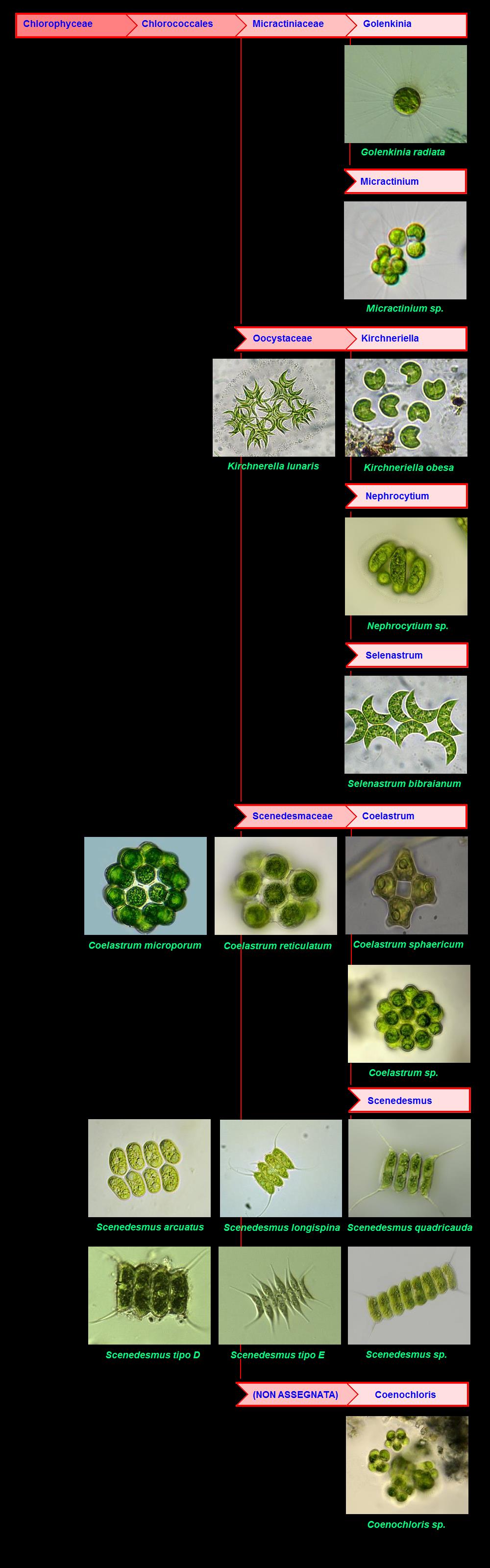 FishEye di NaturaMediterraneo
